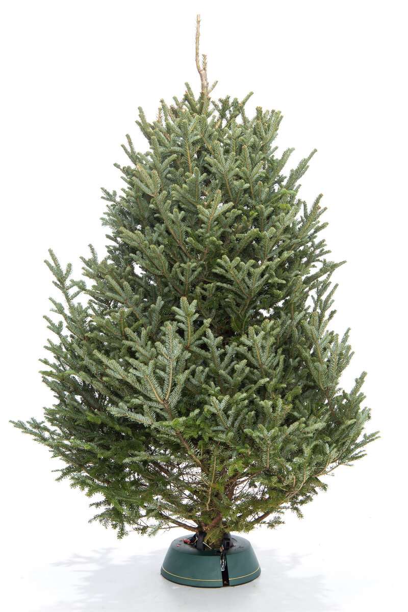 Пихта Фразера вид 4