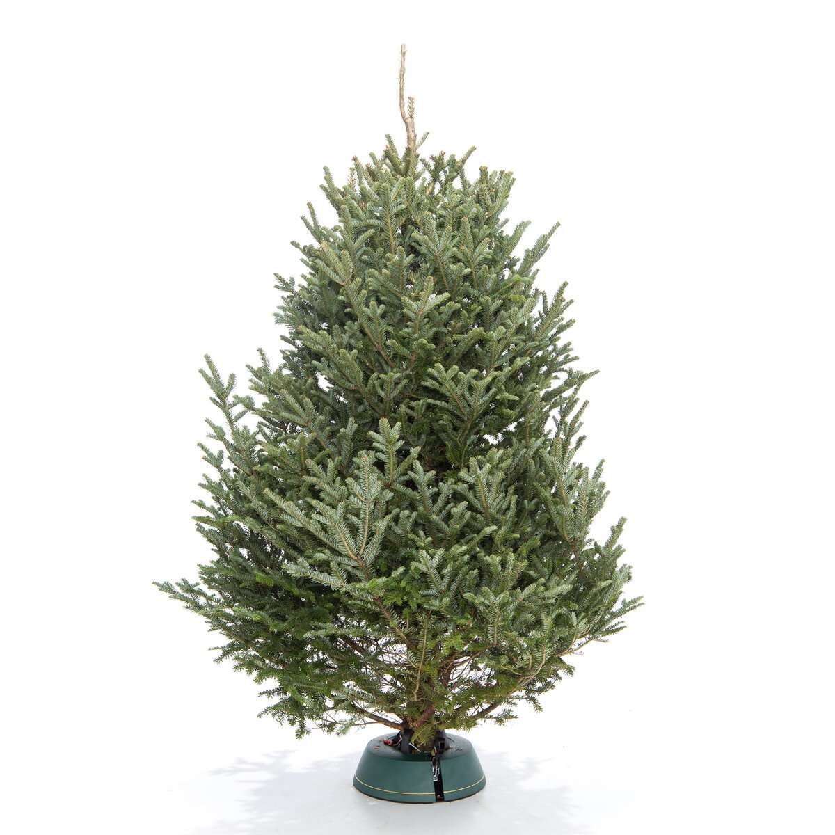 Пихта Фразера вид 2