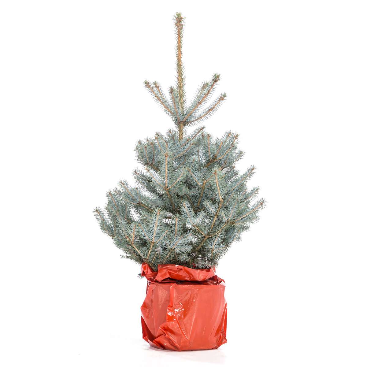 Голубая ель Glauka Blue Diamond в кадке вид 2