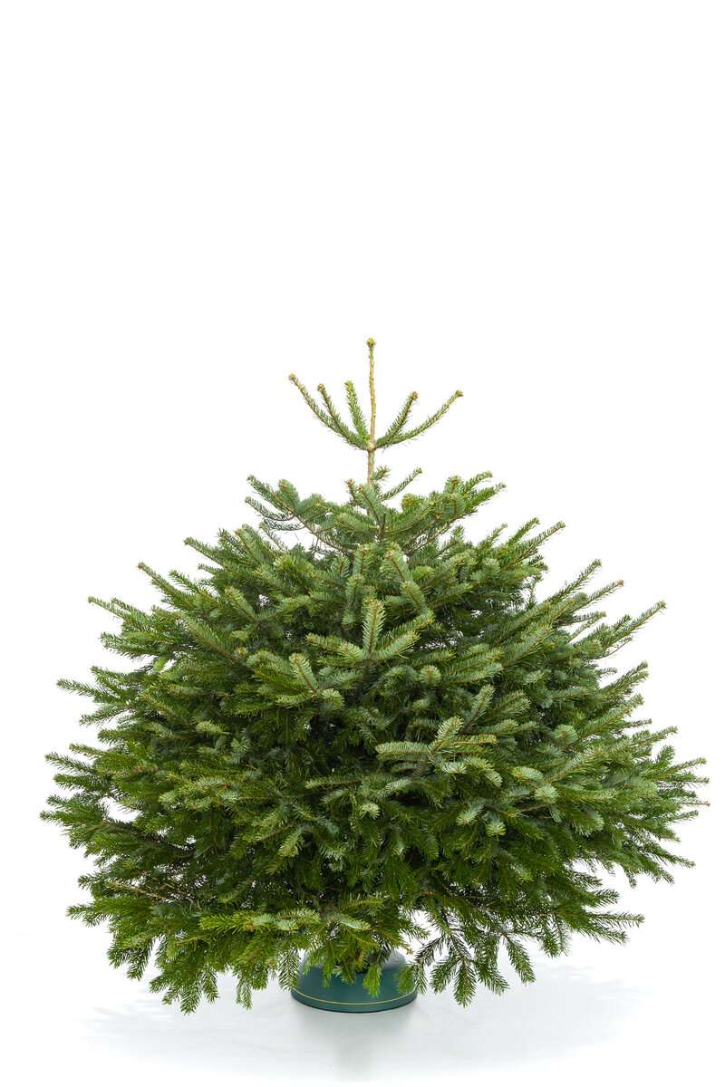 Датская Пихта Нордмана вид 4