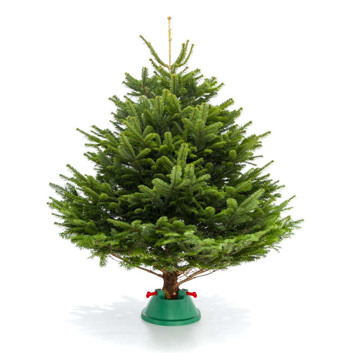 Датская Пихта Нордмана вид 6