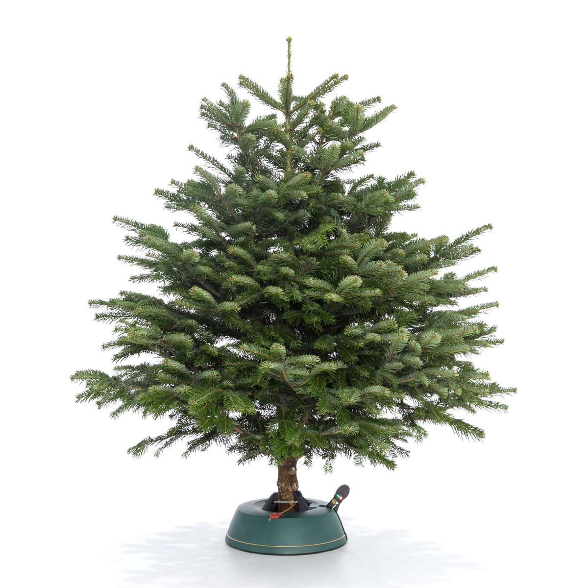 Датская Пихта Нордмана вид 8