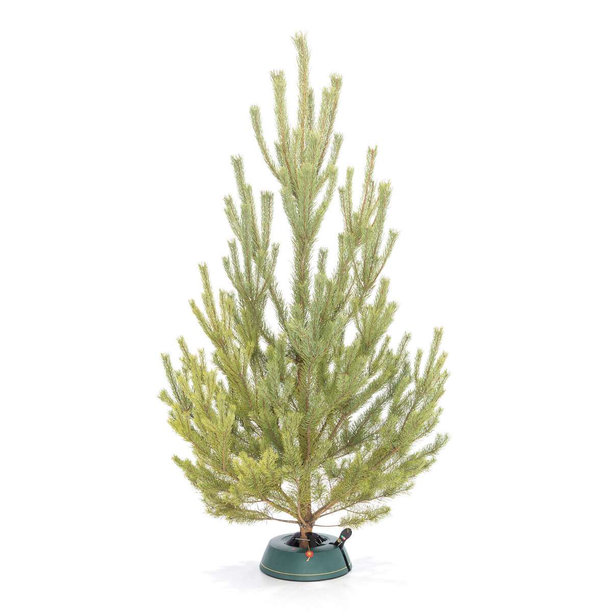 Русская Сосна вид 2