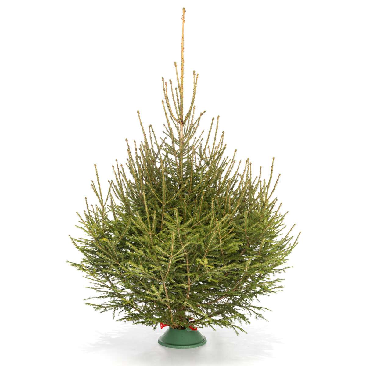 Русская Ель вид 4