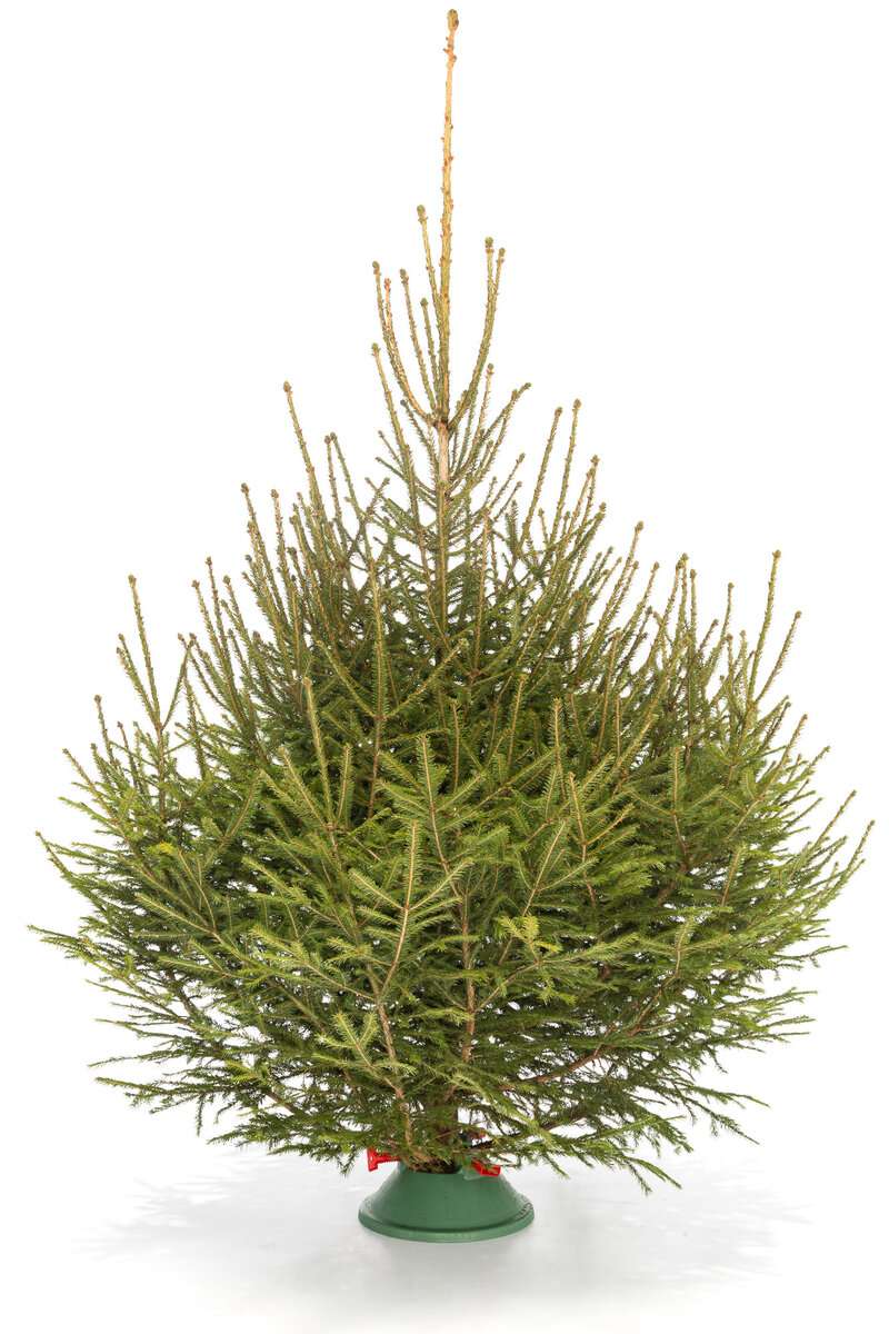 Русская Ель вид 1