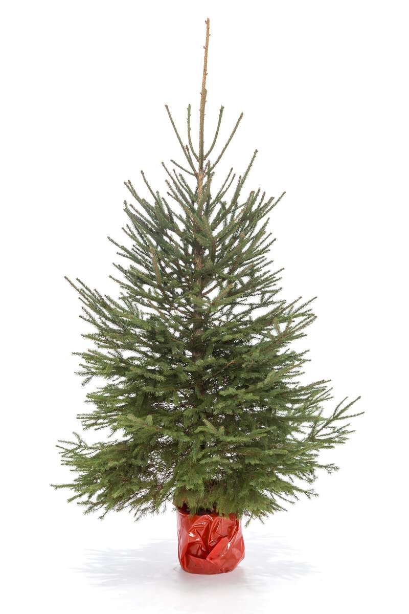 Сербская ель Оморика в кадке вид 1