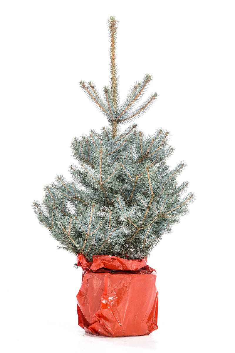 Купить голубая ель glauka blue diamond в кадке в Москве с доставкой - живая ель премиум качества