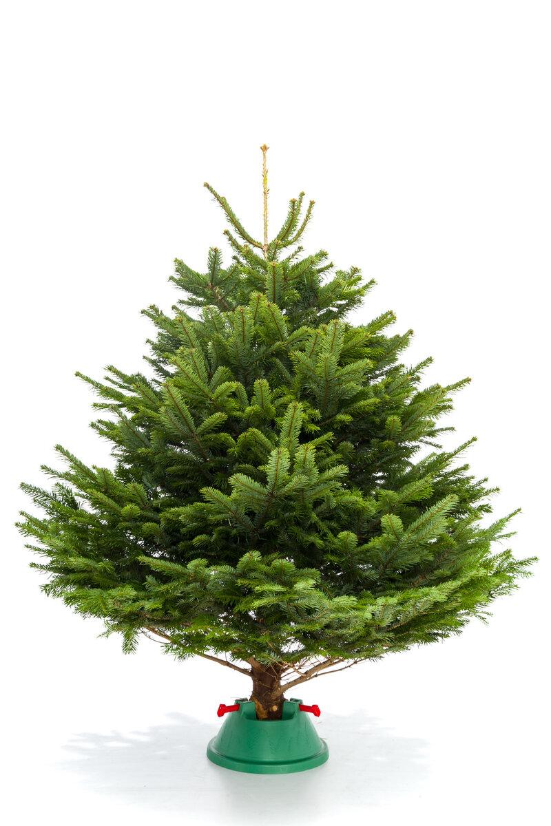 Датская Пихта Нордмана view 3