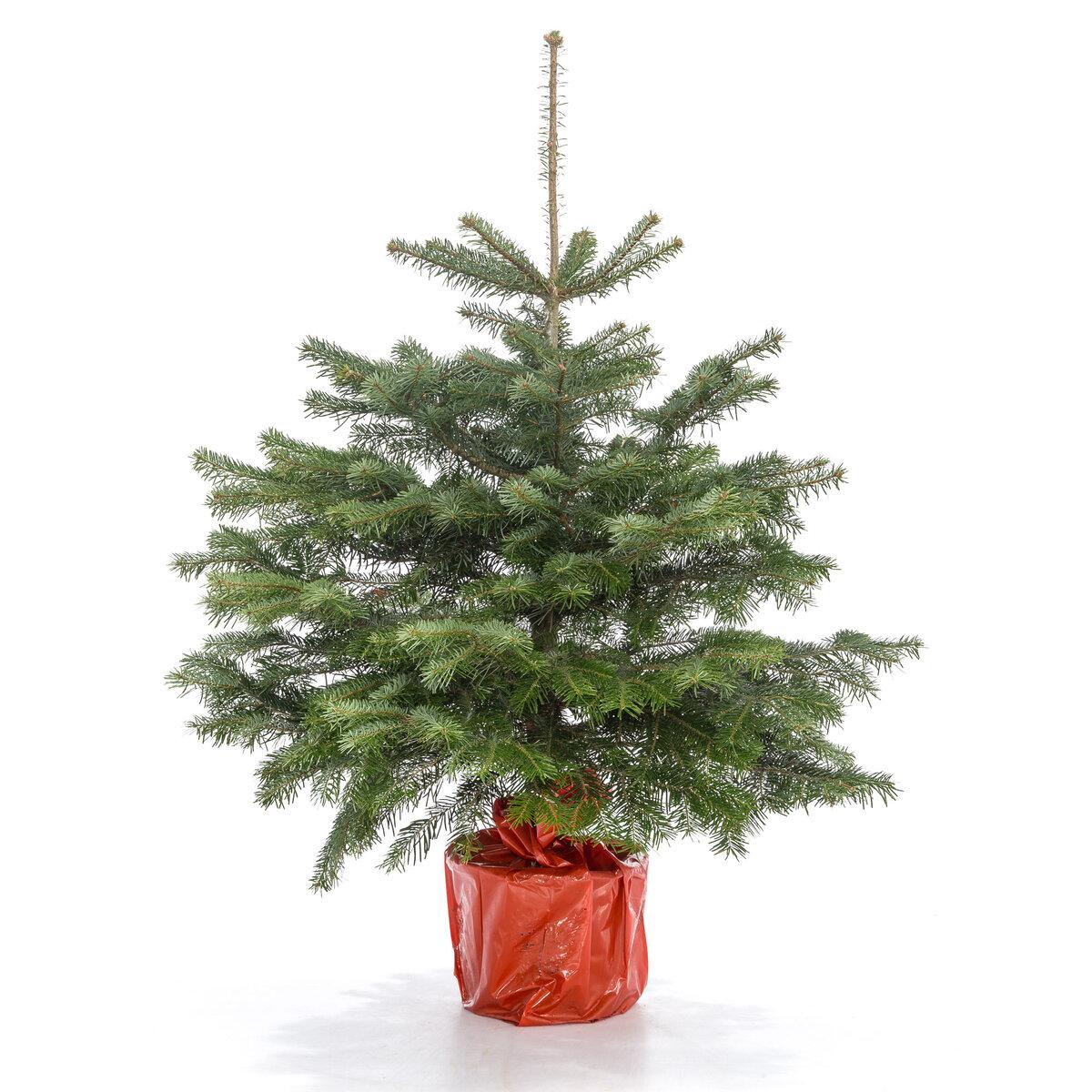 Пихта Нордмана в горшке view 2