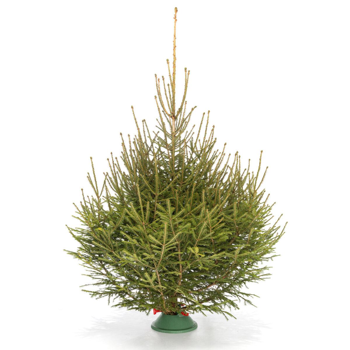 Русская Ель view 3