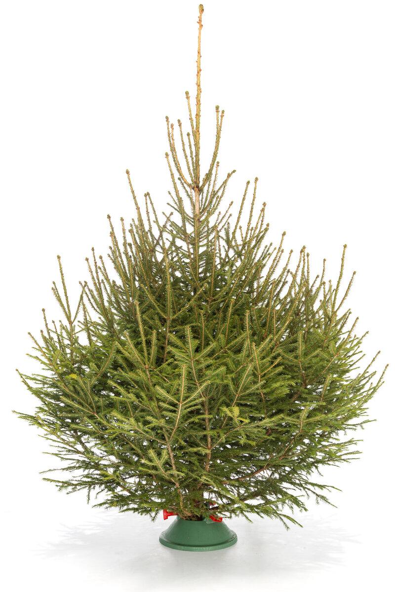 Купить русская ель в Москве с доставкой - живая ель премиум качества