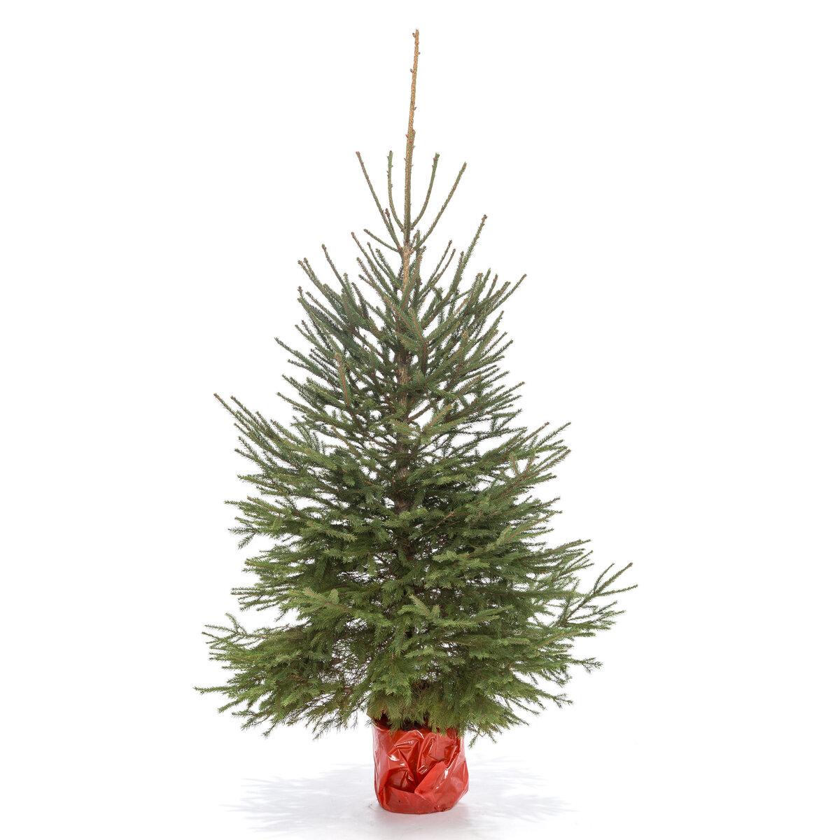 Сербская ель Оморика в кадке view 2