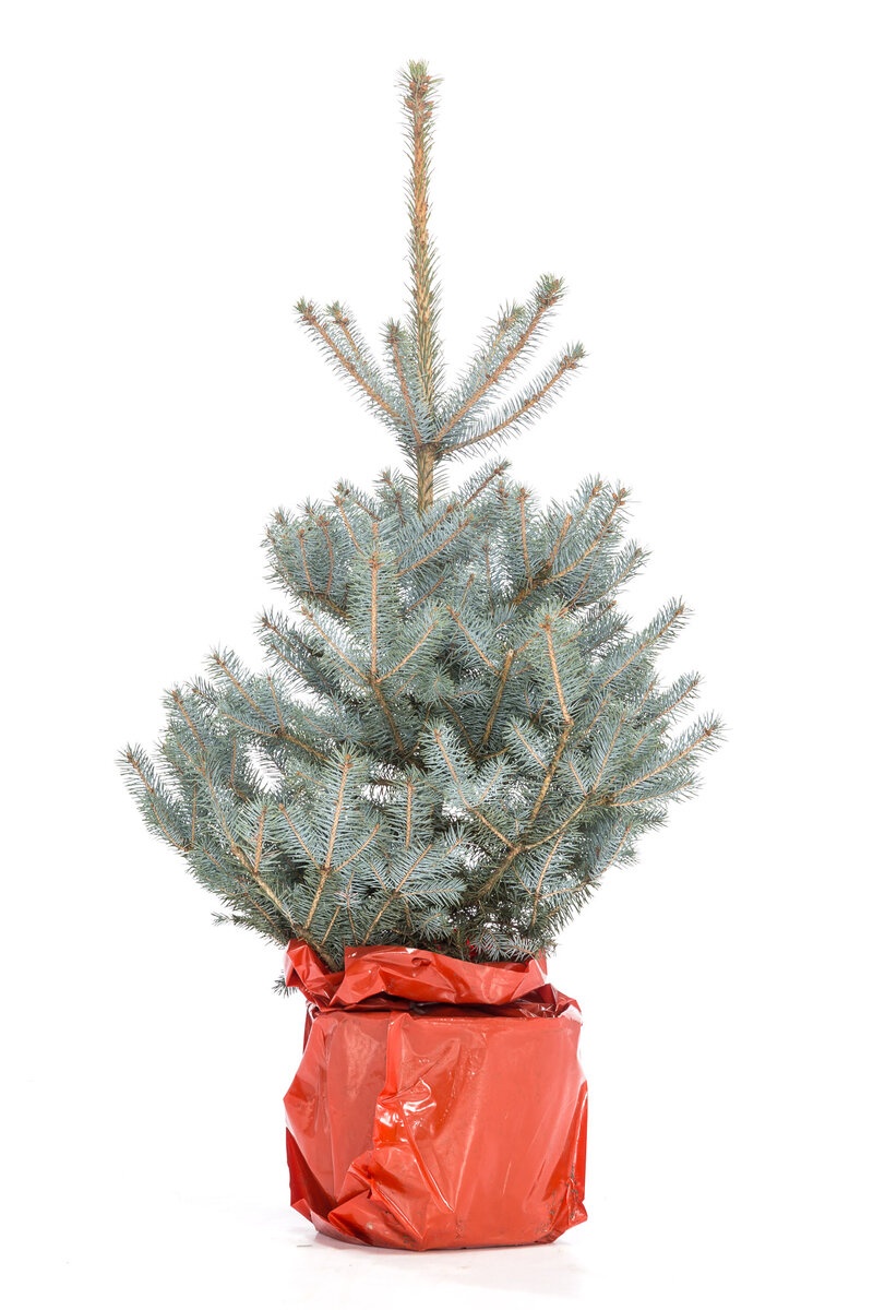 Голубая ель Glauka Blue Diamond в кадке