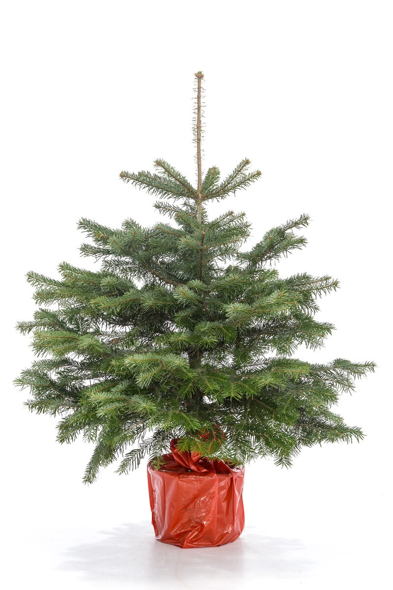 Пихта Нордмана в горшке