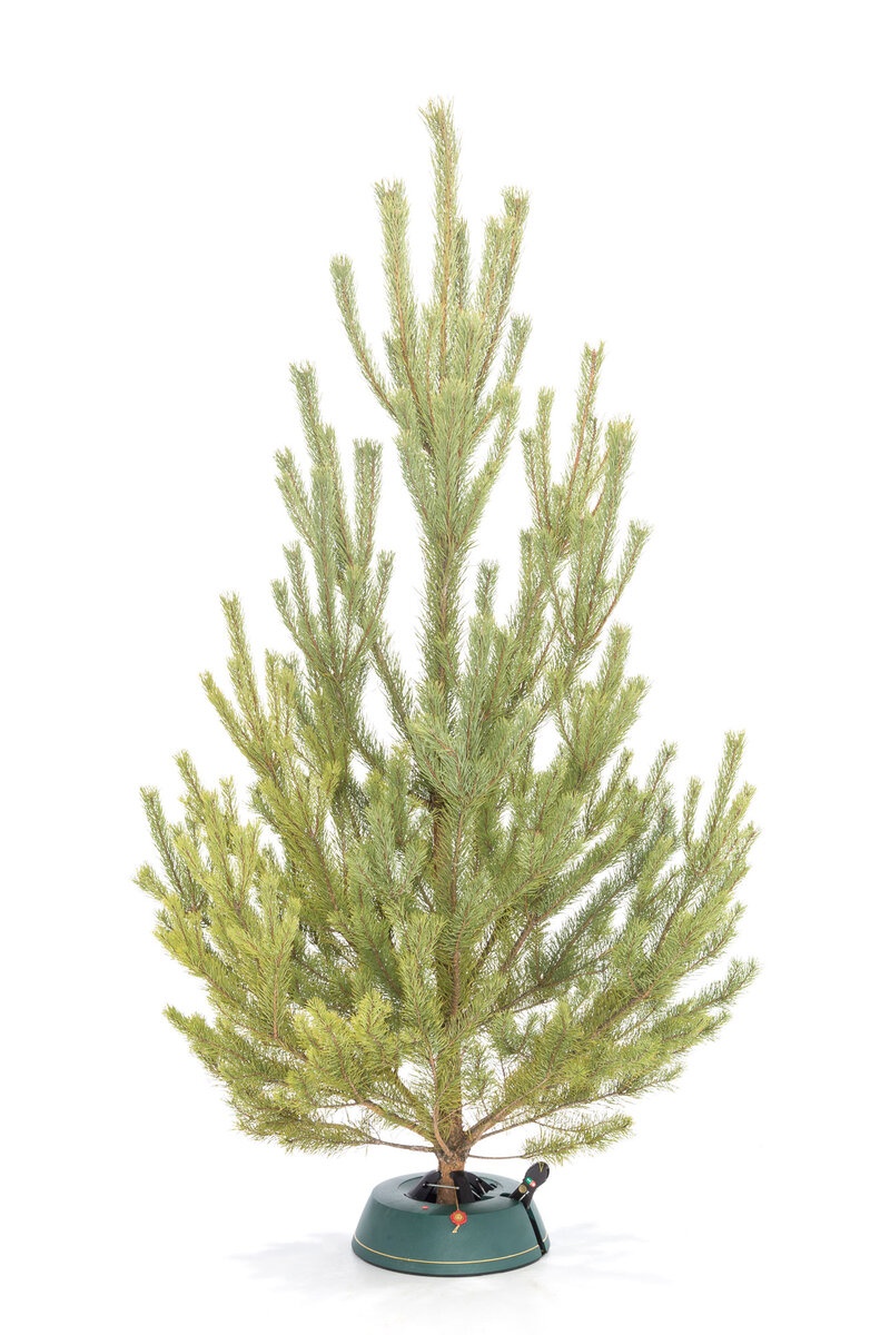 Русская Сосна